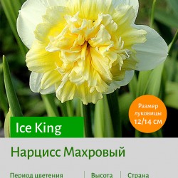  Махровый нарцисс (Narcissus double) Ice King